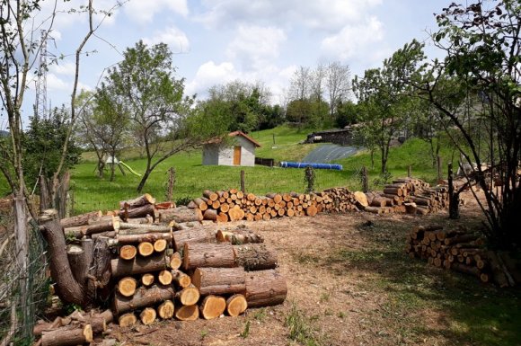 Démontage haie de thuyas et abattage des troncs Châtillon-sur-Chalaronne   