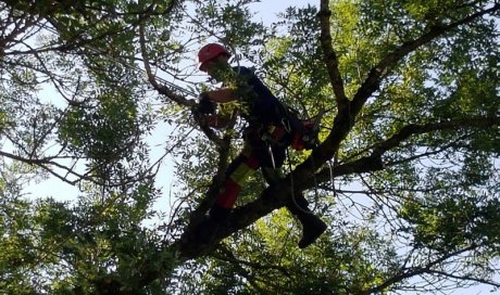  Elagage d'arbres en hauteur Bourg-en-Bresse